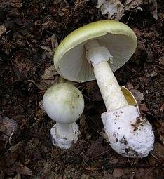 Amanita phalloides, the death cap mushroom that produces phalloidin