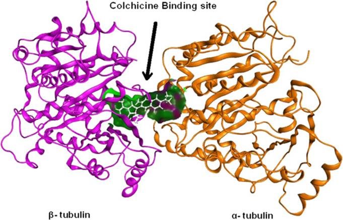 Colchicine binding site between beta-tubulin, magenta, and alpha-tubulin, orange