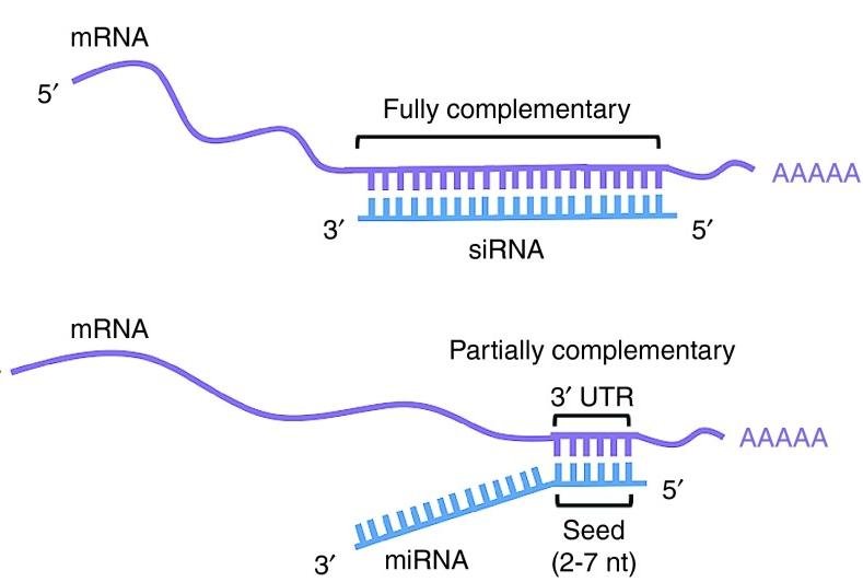 mRNA hybridising with a fully complementary siRNA and with a partially complementary miRNA at the 3' UTR, the seed region of 2 to 7 nt labelled