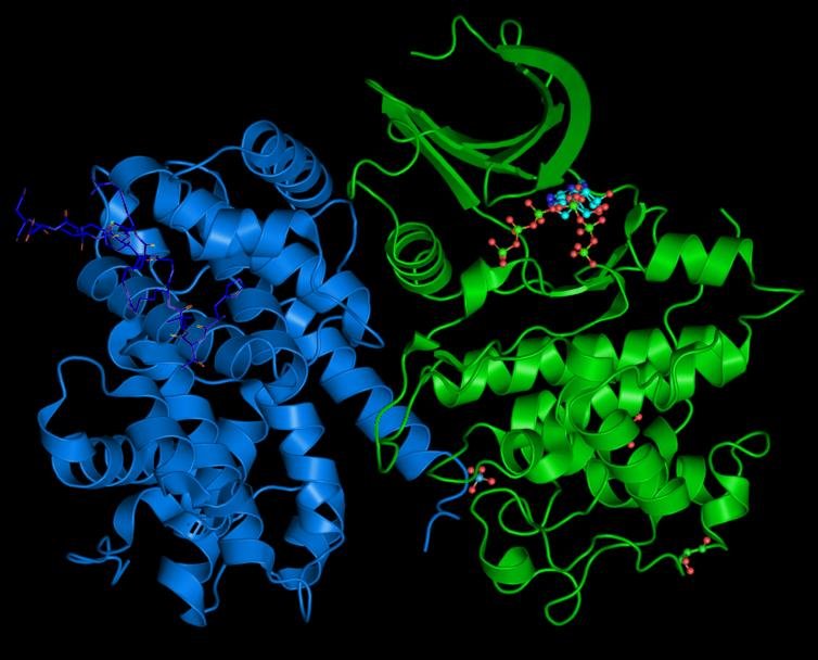 A cyclin-dependent kinase, blue, bound to its regulatory cyclin subunit, green, a two-subunit quaternary enzyme complex