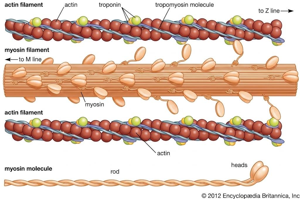 Actin and myosin filaments of a muscle sarcomere, labelled actin, troponin, tropomyosin molecule, myosin filament, and the myosin molecule's rod and heads