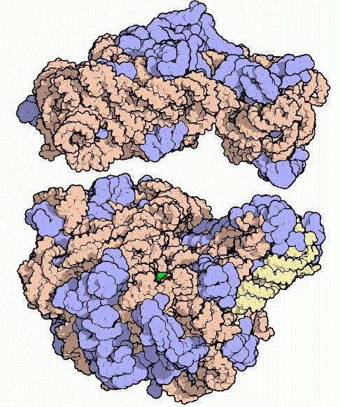 The ribosome, a ribonucleoprotein: proteins in blue, and the large and small subunit rRNAs in peach and yellow