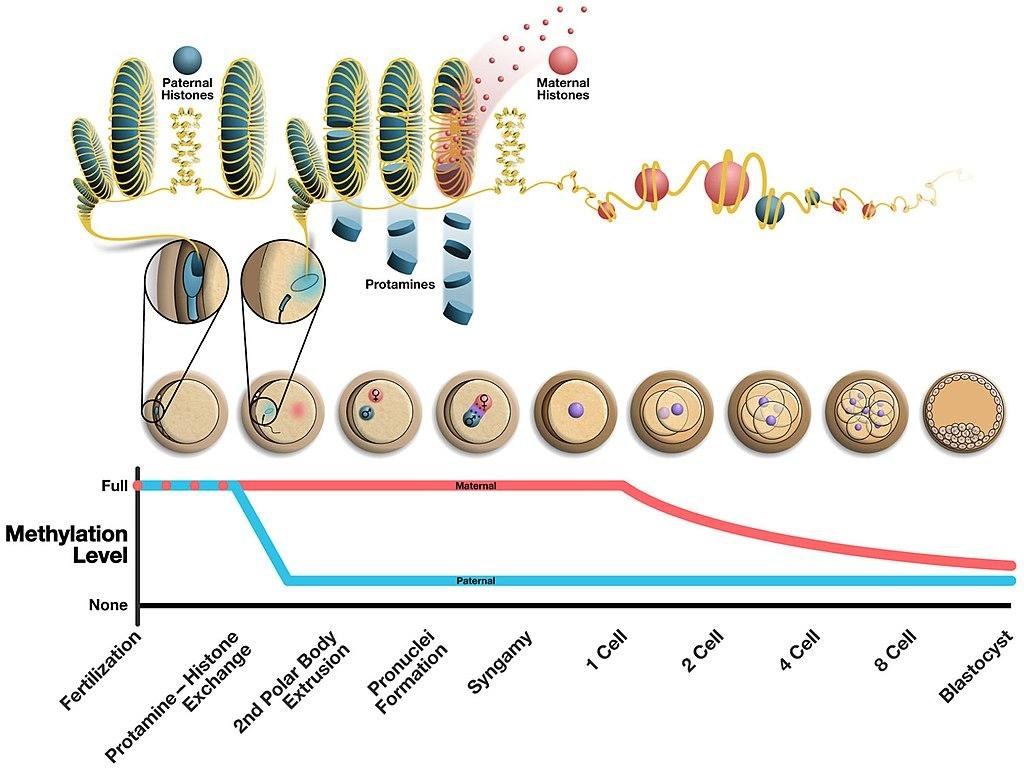 Histone to protamine exchange in sperm chromatin and its reversal after fertilisation, with maternal and paternal DNA methylation tracked from fertilisation to the blastocyst