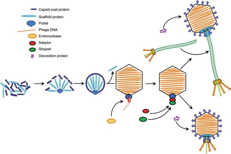 Phage self-assembly: capsid coat and scaffold proteins form the procapsid around the portal, DNA is packaged, adaptor, stopper and decoration proteins are added, then the tail attaches