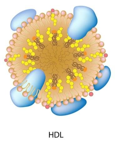 HDL particle: a phospholipid and apolipoprotein shell around a cholesteryl ester and triglyceride core, with more surface apolipoprotein than LDL