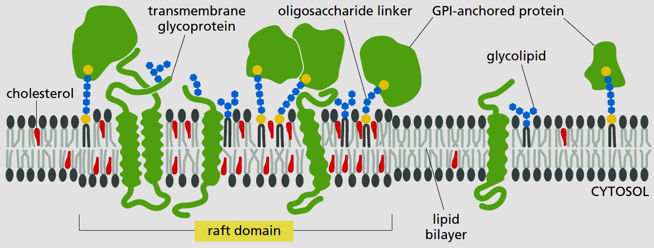 Lipid raft domain in the plasma membrane: cholesterol, transmembrane glycoprotein, oligosaccharide linker, GPI-anchored protein and glycolipid either side of the raft