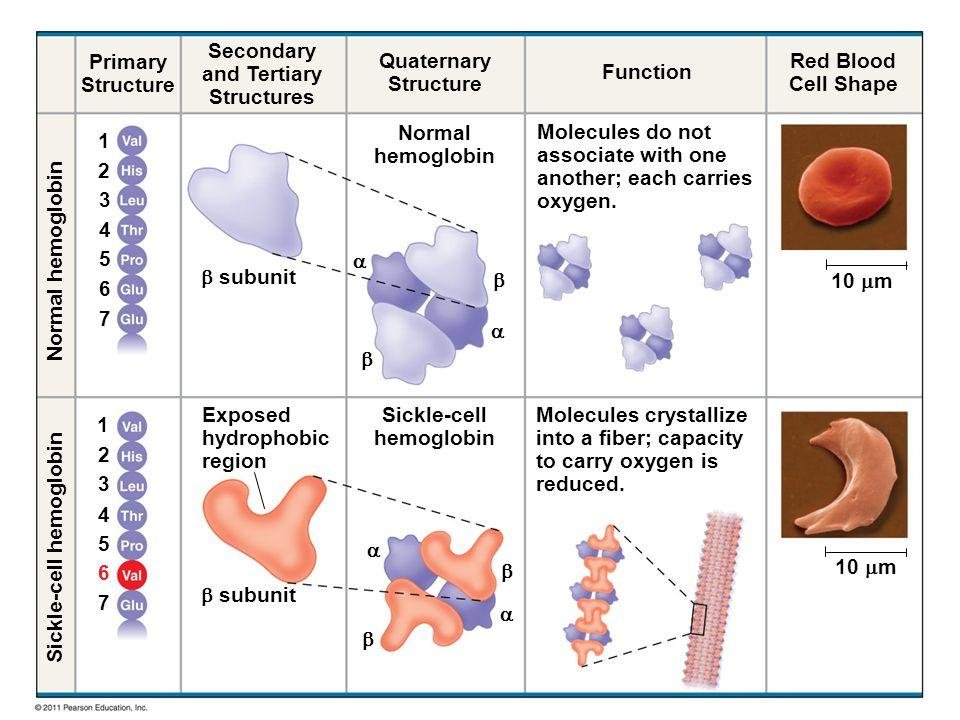Normal versus sickle-cell haemoglobin: valine replacing glutamate at position 6, the exposed hydrophobic region, quaternary structure, and the resulting red cell shape