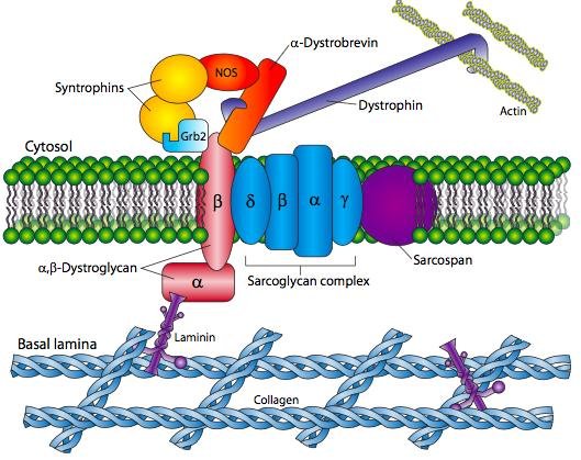 Dystrophin-glycoprotein complex linking the actin cytoskeleton to the basal lamina: dystrophin, syntrophins, alpha-beta-dystroglycan, the sarcoglycan complex, sarcospan, laminin and collagen