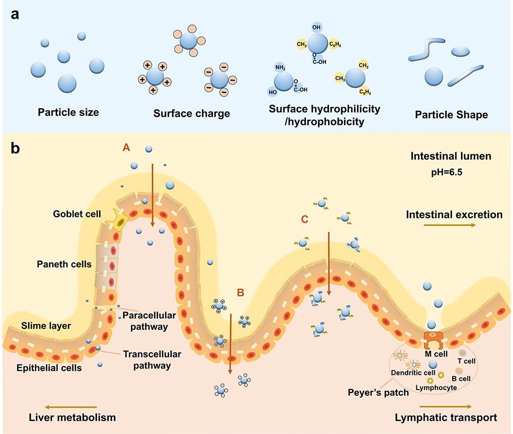 Nanoparticle properties that let them cross barriers, by size, surface charge and hydrophilicity, and their route through the intestinal epithelium by paracellular, transcellular and M cell pathways to lymphatic transport
