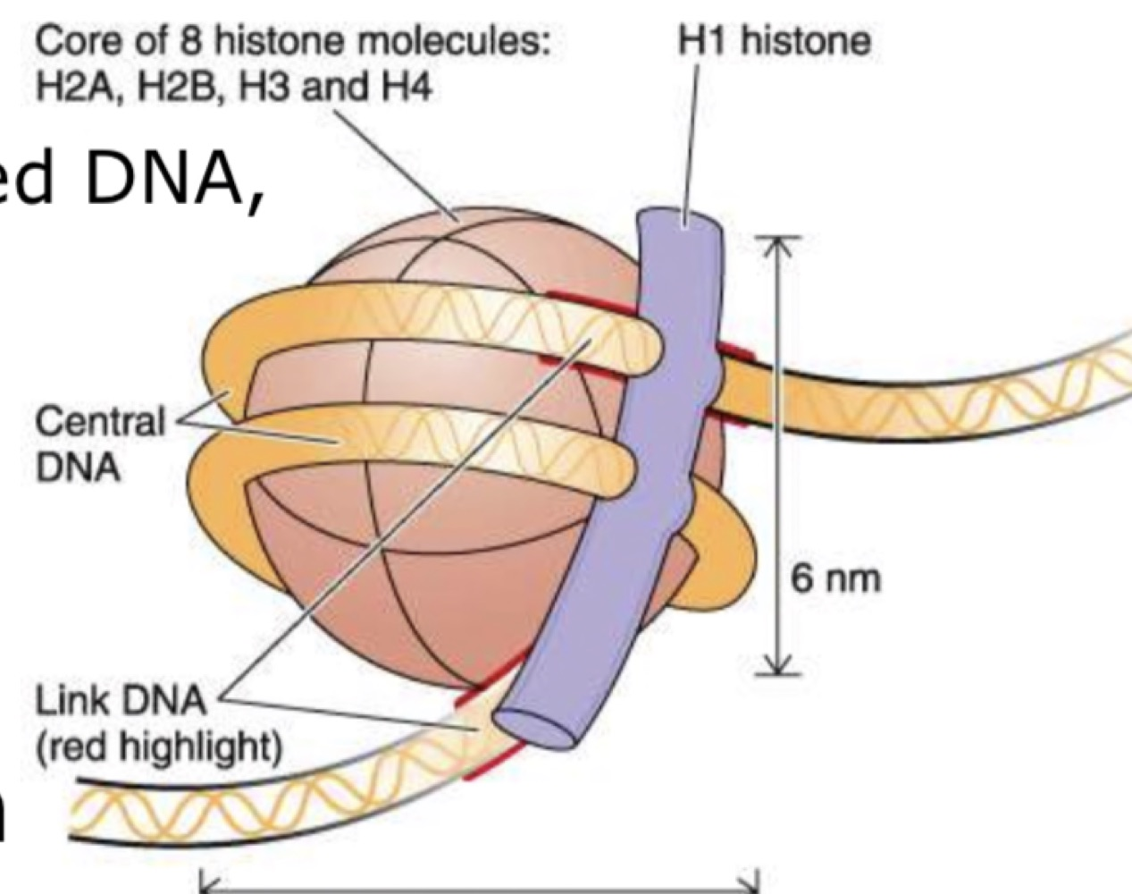 Diagram of a nucleosome showing the core of eight histone molecules H2A, H2B, H3 and H4 wrapped by DNA, with the H1 histone and the link DNA