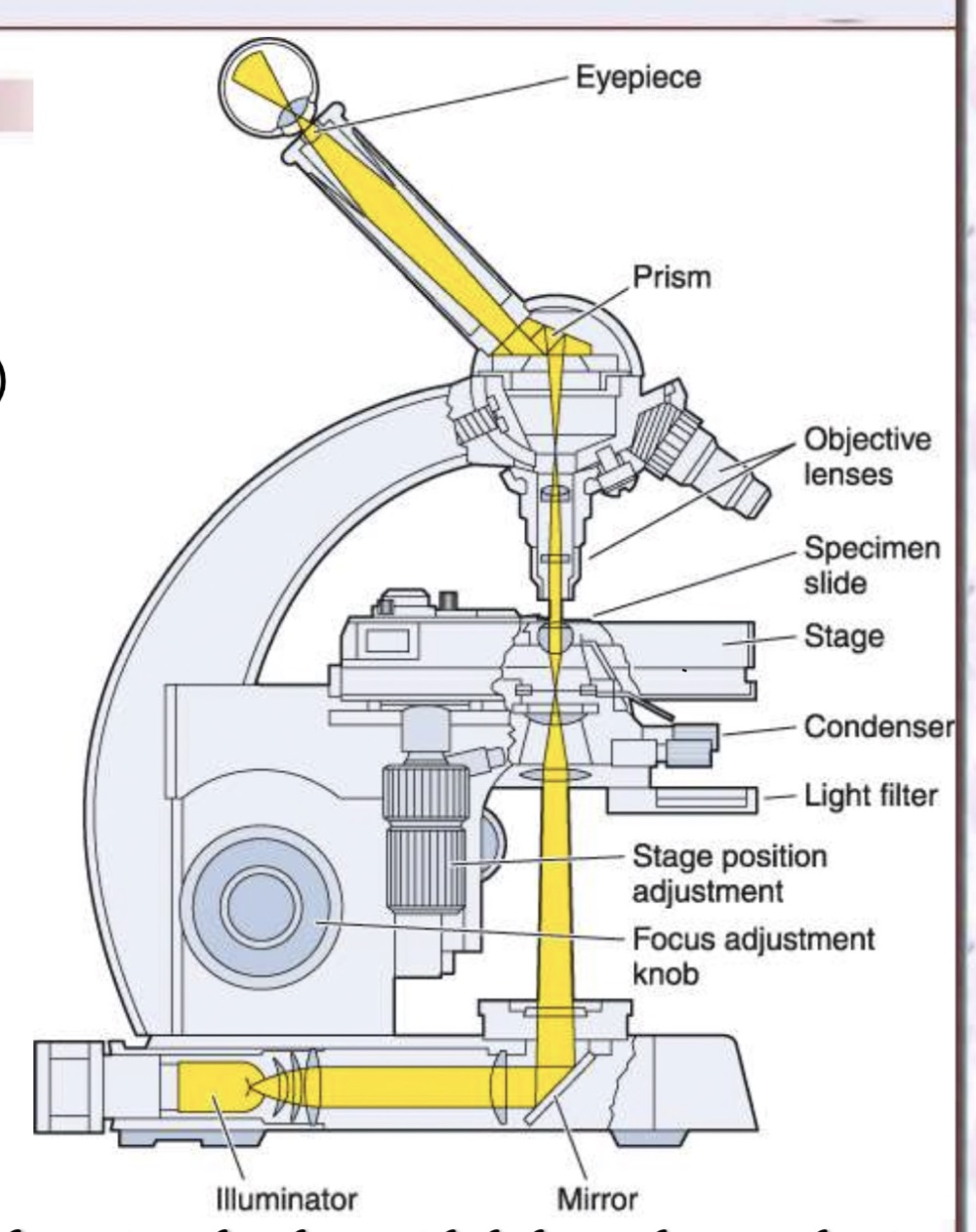 Labelled diagram of a light microscope showing the eyepiece, prism, objective lenses, specimen slide, stage, condenser, light filter, stage position adjustment, focus adjustment knob, illuminator and mirror