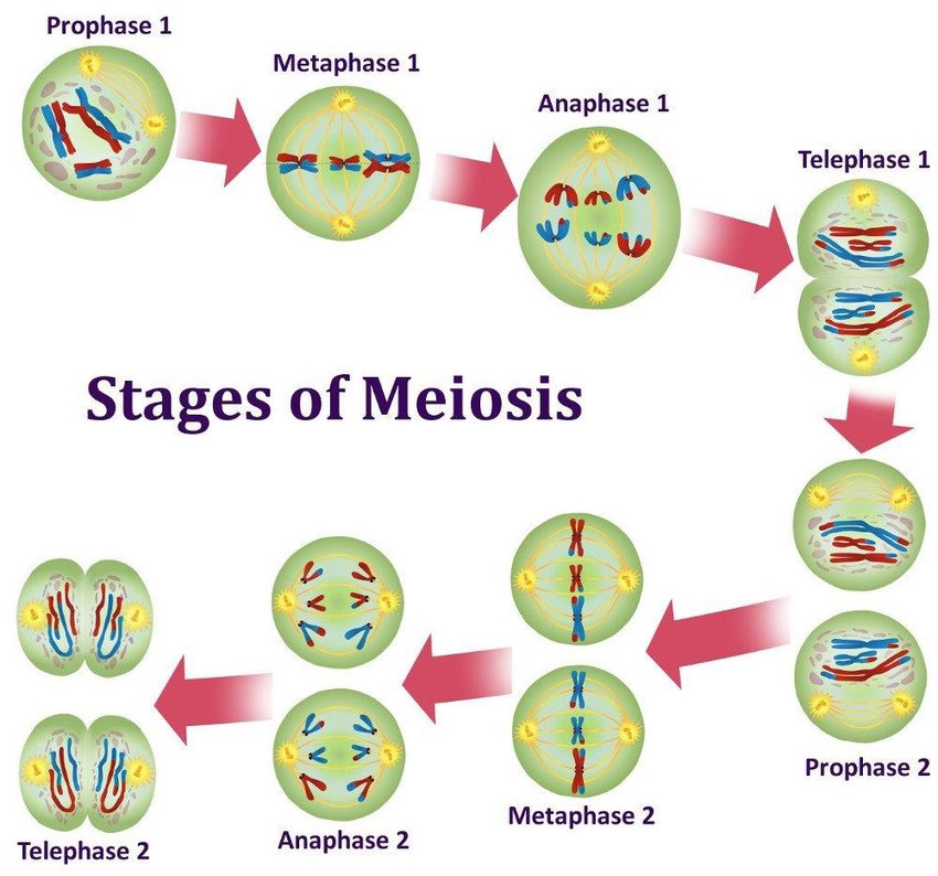 Diagram of the stages of meiosis showing prophase 1, metaphase 1, anaphase 1 and telophase 1, then prophase 2, metaphase 2, anaphase 2 and telophase 2