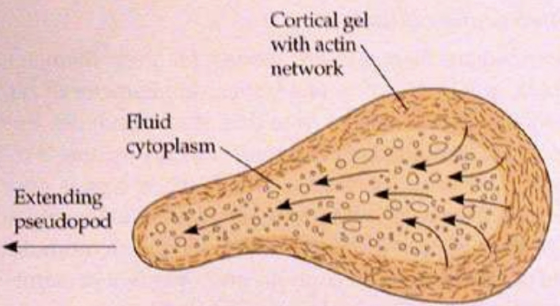 Diagram of a crawling cell showing the extending pseudopod, the fluid cytoplasm and the cortical gel with its actin network