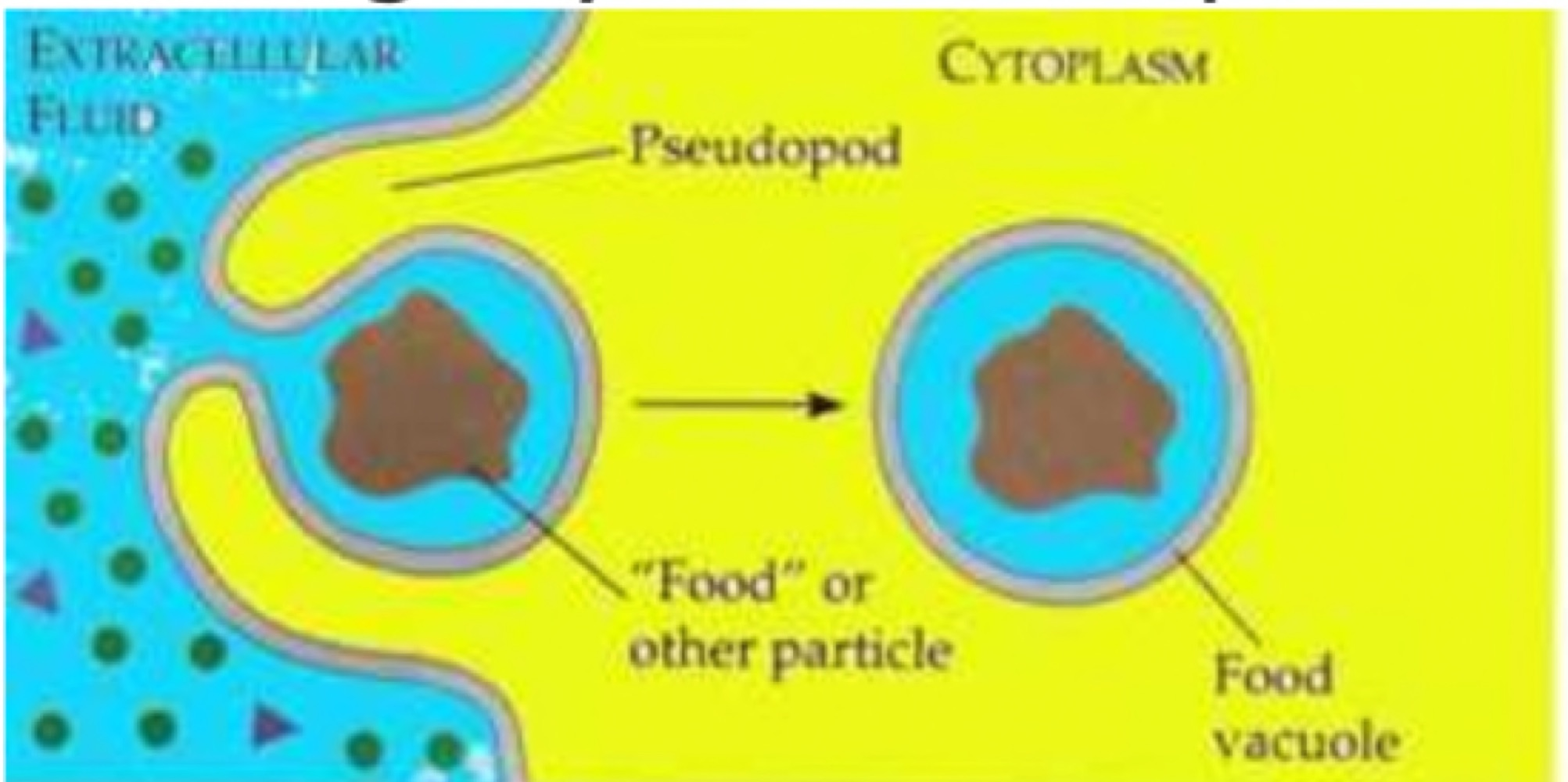 Diagram of phagocytosis showing a pseudopod extending around a food or other particle in the extracellular fluid and enclosing it in a food vacuole in the cytoplasm