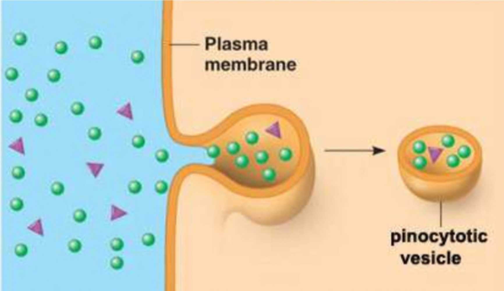 Diagram of pinocytosis showing the plasma membrane dimpling inward around extracellular fluid and pinching off as a pinocytotic vesicle