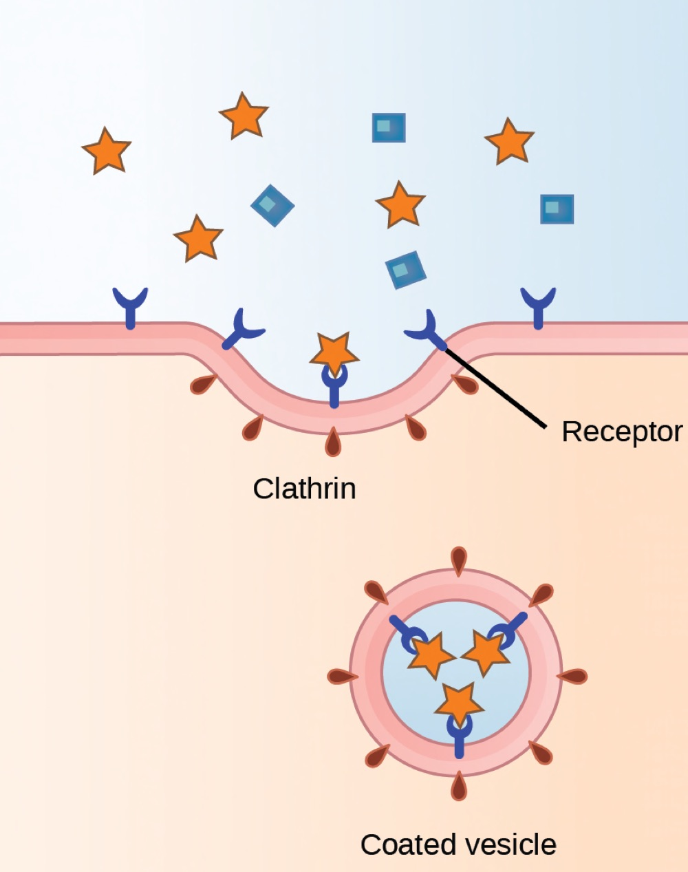 Diagram of receptor-mediated endocytosis showing receptors binding target molecules at a clathrin-lined region of membrane, which then pinches off as a coated vesicle