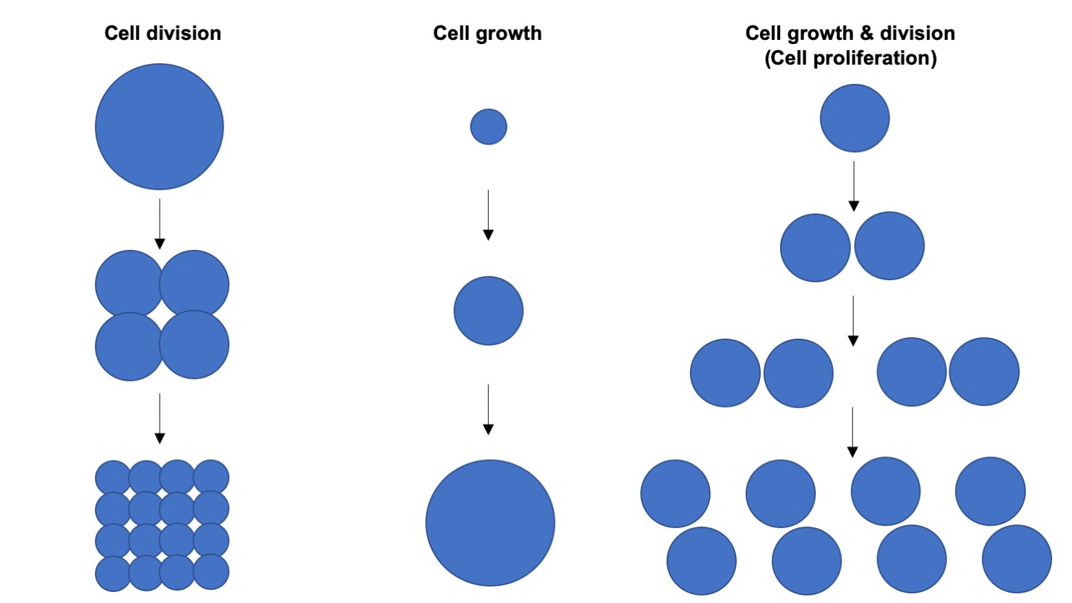 Diagram contrasting cell division, which increases cell number, cell growth, which increases cell size, and cell proliferation, in which growth and division happen together