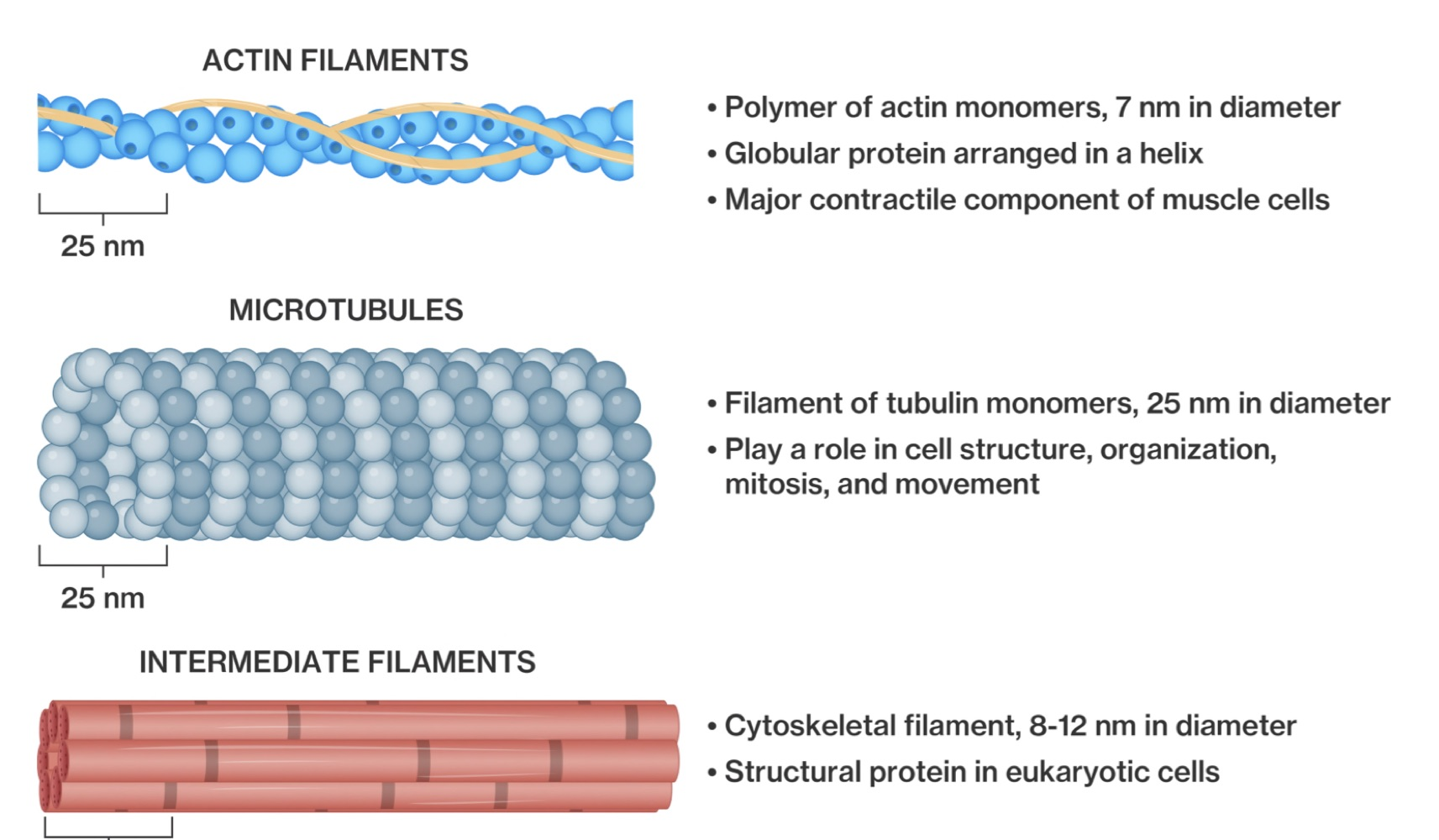 Comparison of actin filaments, microtubules and intermediate filaments drawn to scale, with a note of each one's diameter, composition and role